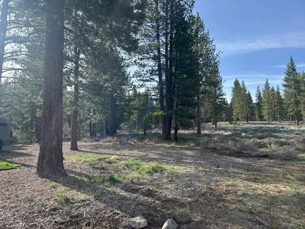a view of a yard with trees