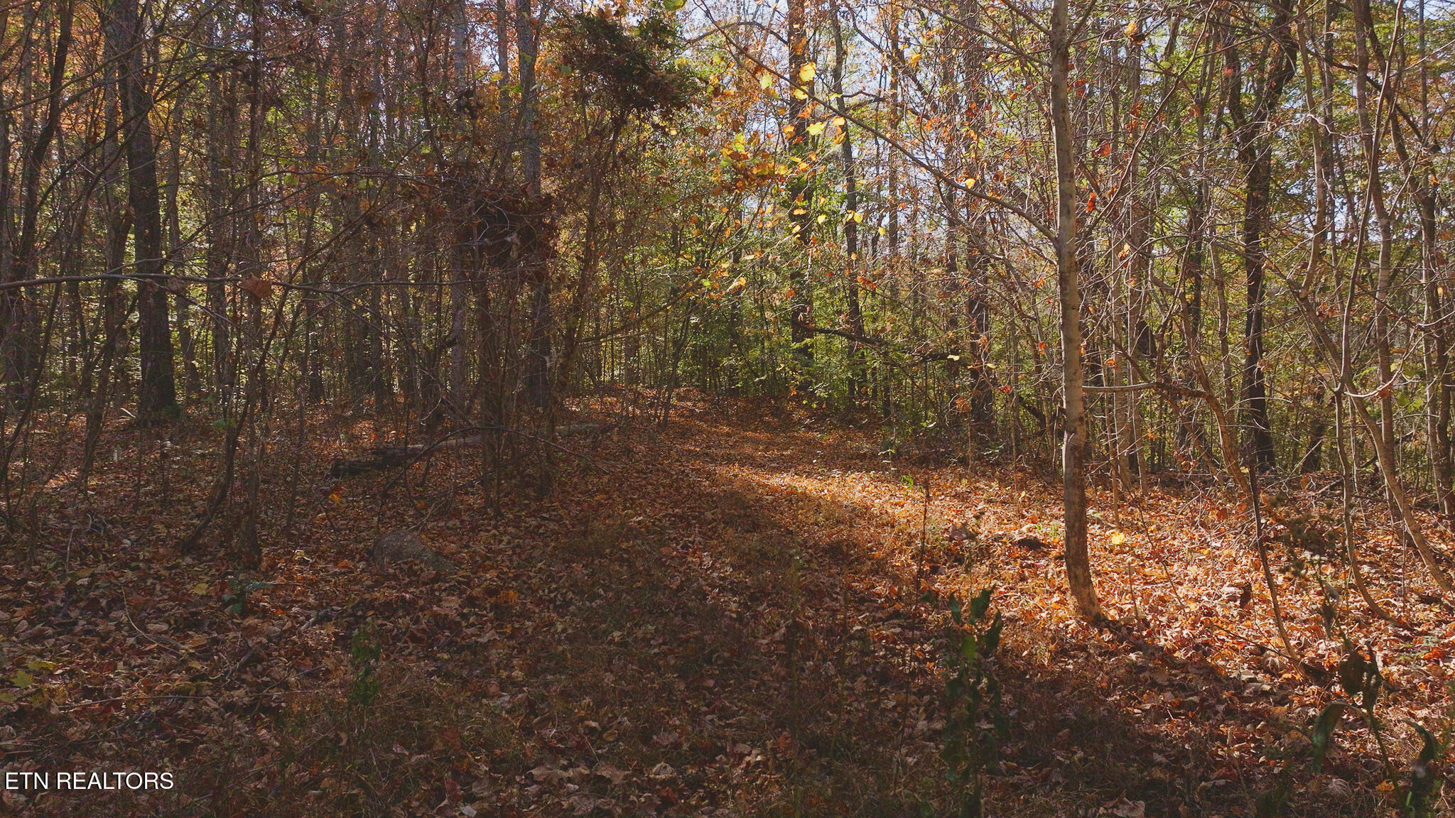 0 Jackson Ridge Road Tazewell, TN 37879 - Photo 14 of 28 Untitled_1.24.1