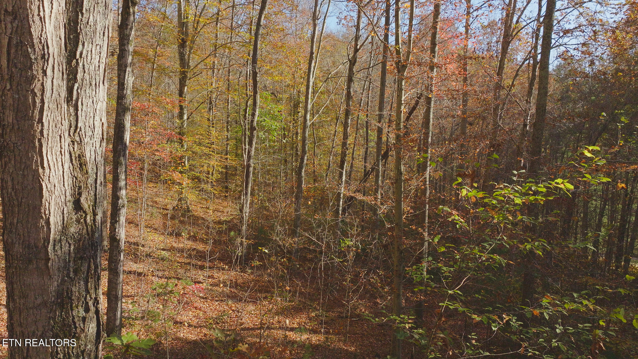 0 Jackson Ridge Road Tazewell, TN 37879 - Photo 15 of 28 Untitled_1.21.1