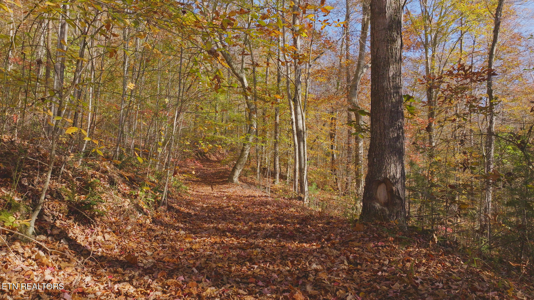 0 Jackson Ridge Road Tazewell, TN 37879 - Photo 17 of 28 Untitled_1.15.1