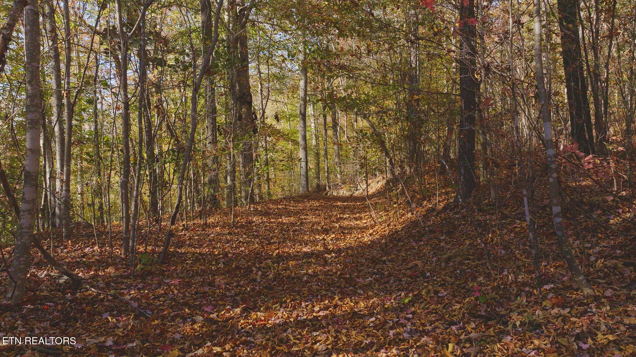 0 Jackson Ridge Road Tazewell, TN 37879 - Photo 20 of 28 Good roadway goes to the ridgetop