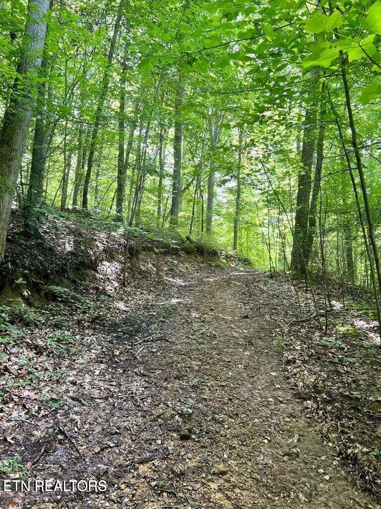 0 Jackson Ridge Road Tazewell, TN 37879 - Photo 24 of 28 SUMMER ROADWAY