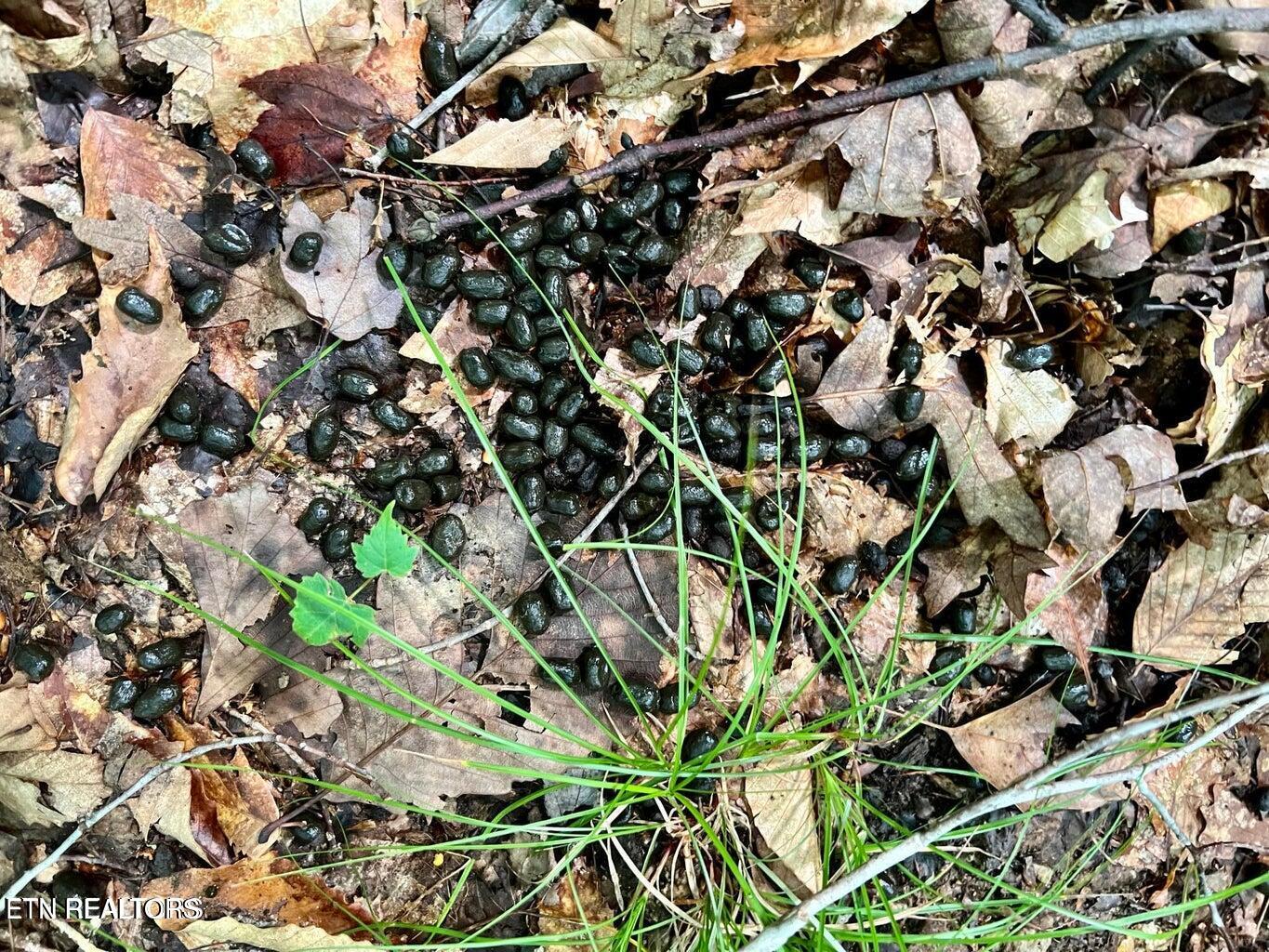0 Jackson Ridge Road Tazewell, TN 37879 - Photo 27 of 28 jackson ridge deer scat