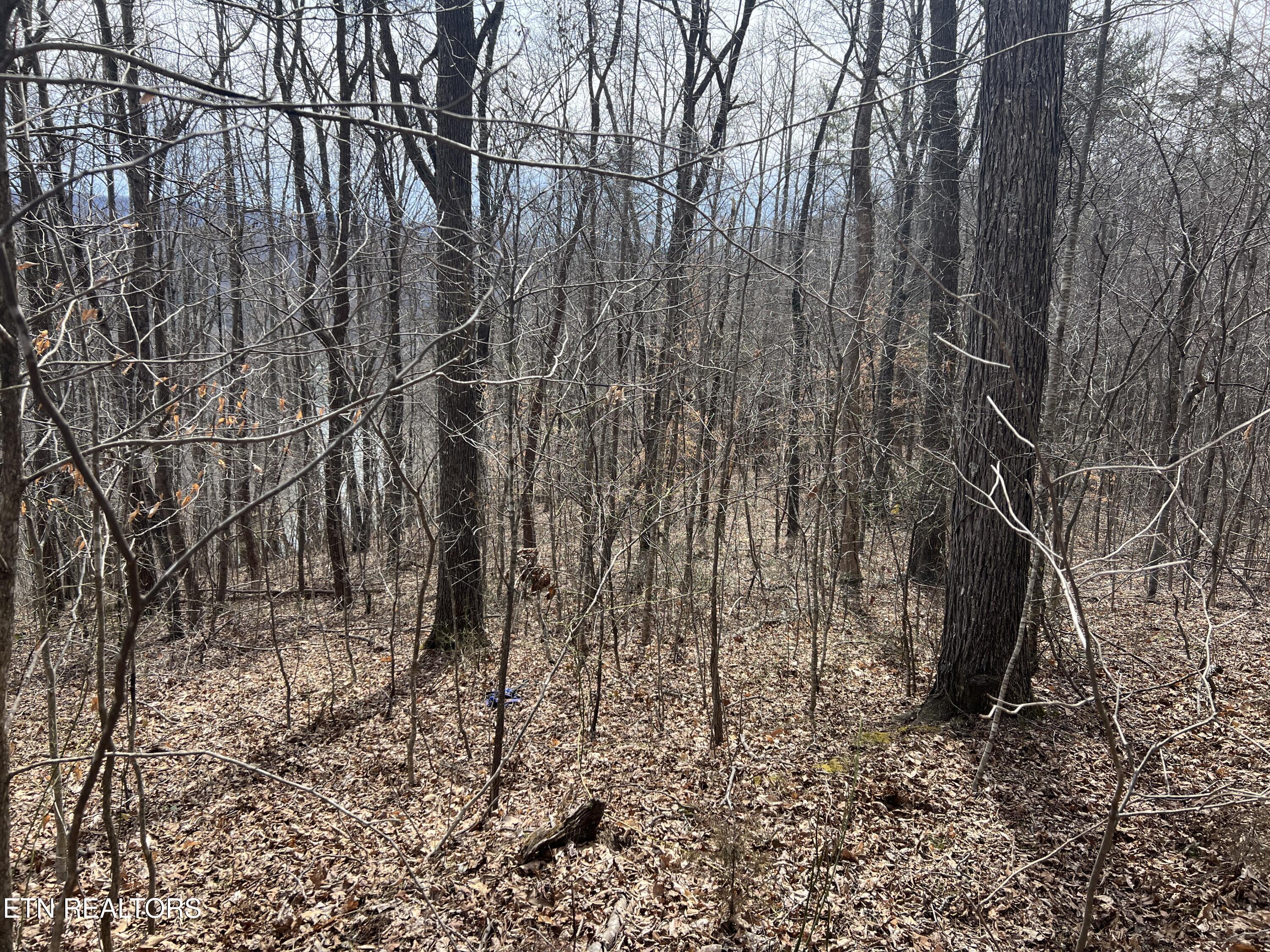 0 Jackson Ridge Road Tazewell, TN 37879 - Photo 4 of 28 IMG_2470