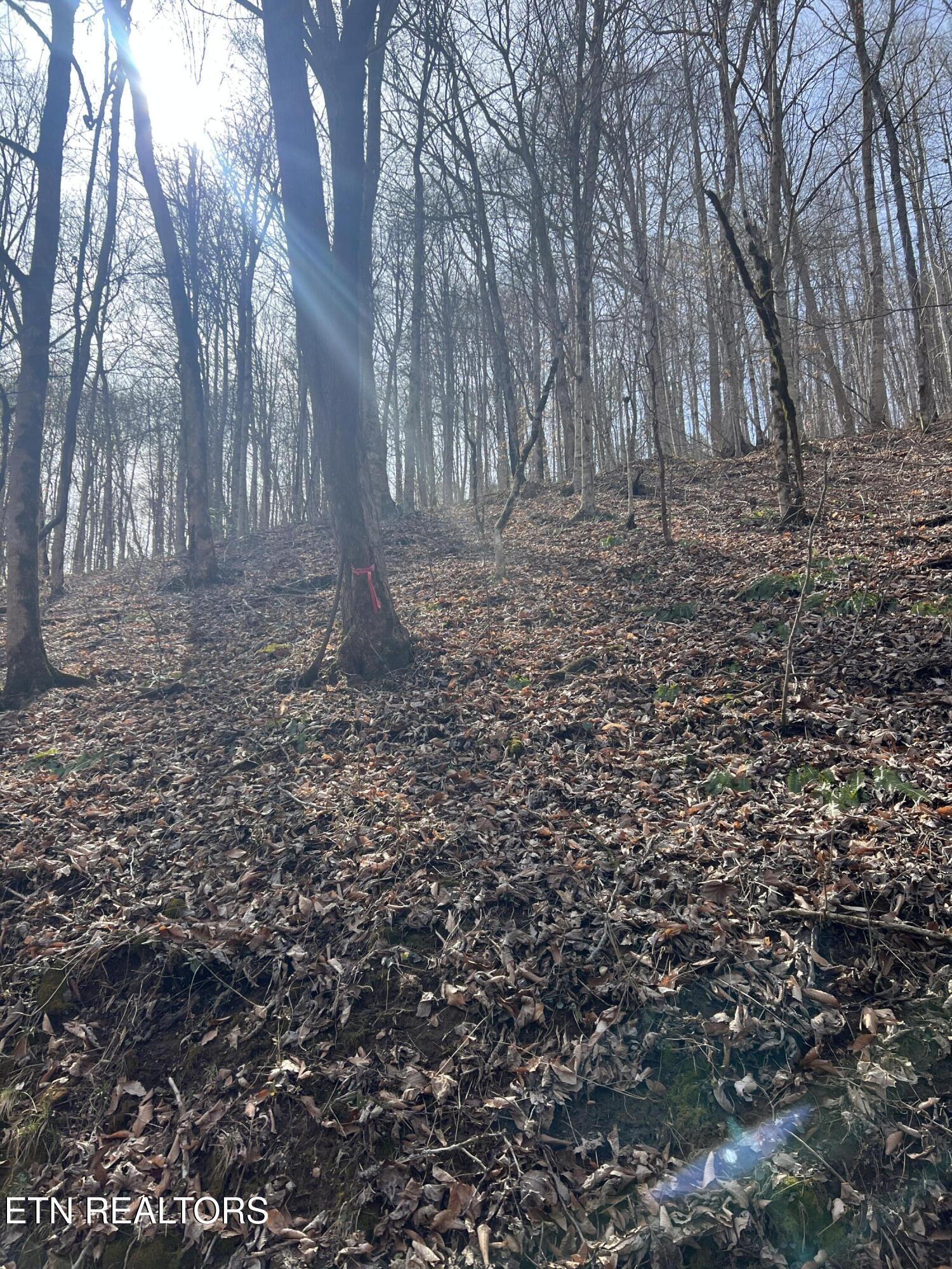 0 Jackson Ridge Road Tazewell, TN 37879 - Photo 6 of 28 180 degree views can be had