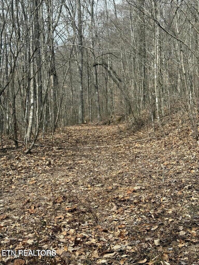 0 Jackson Ridge Road Tazewell, TN 37879 - Photo 7 of 28 GREAT ROAD ALREADY CUT IN