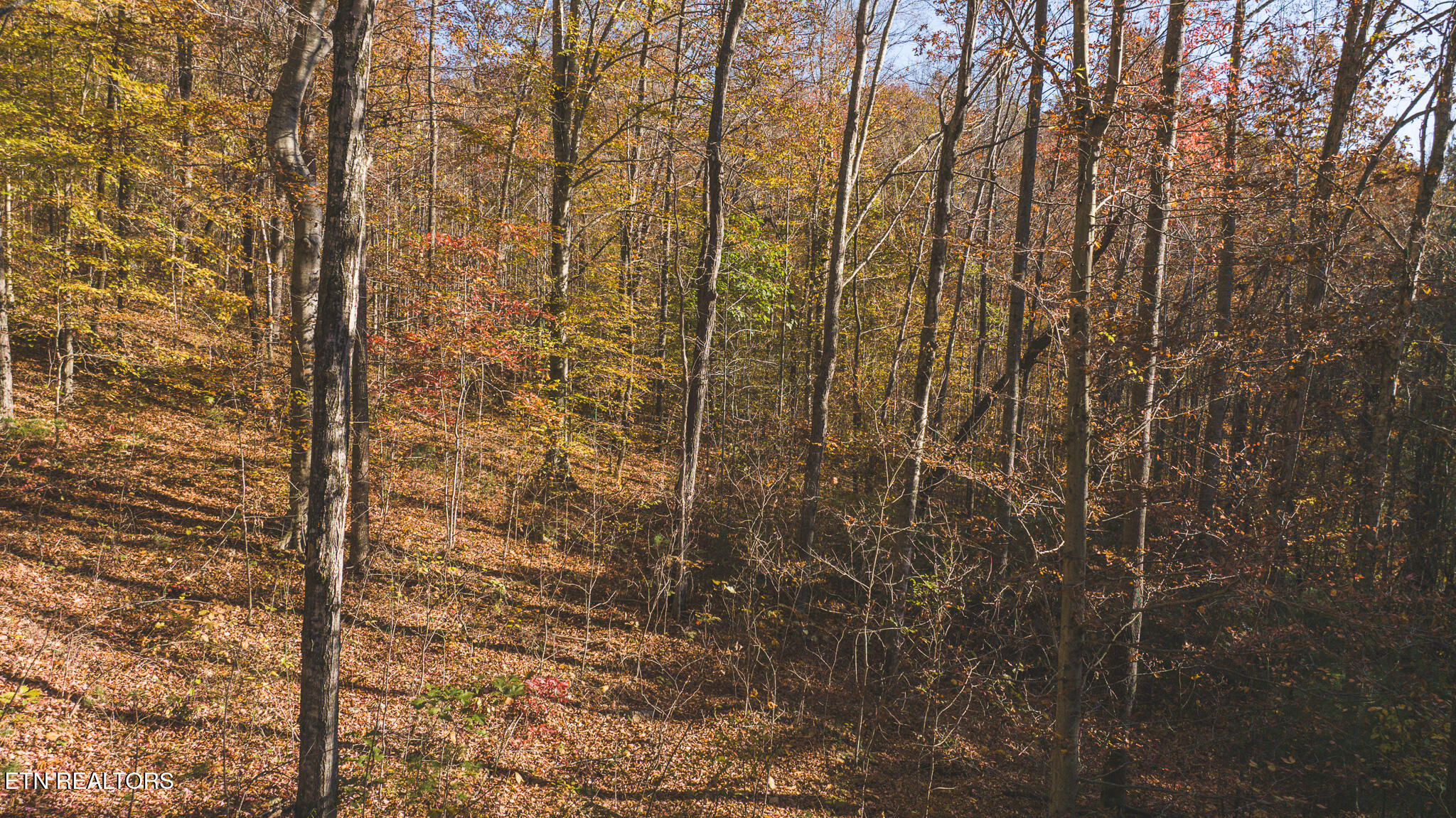 0 Jackson Ridge Road Tazewell, TN 37879 - Photo 10 of 28 DJI_20231102160637_0724_D