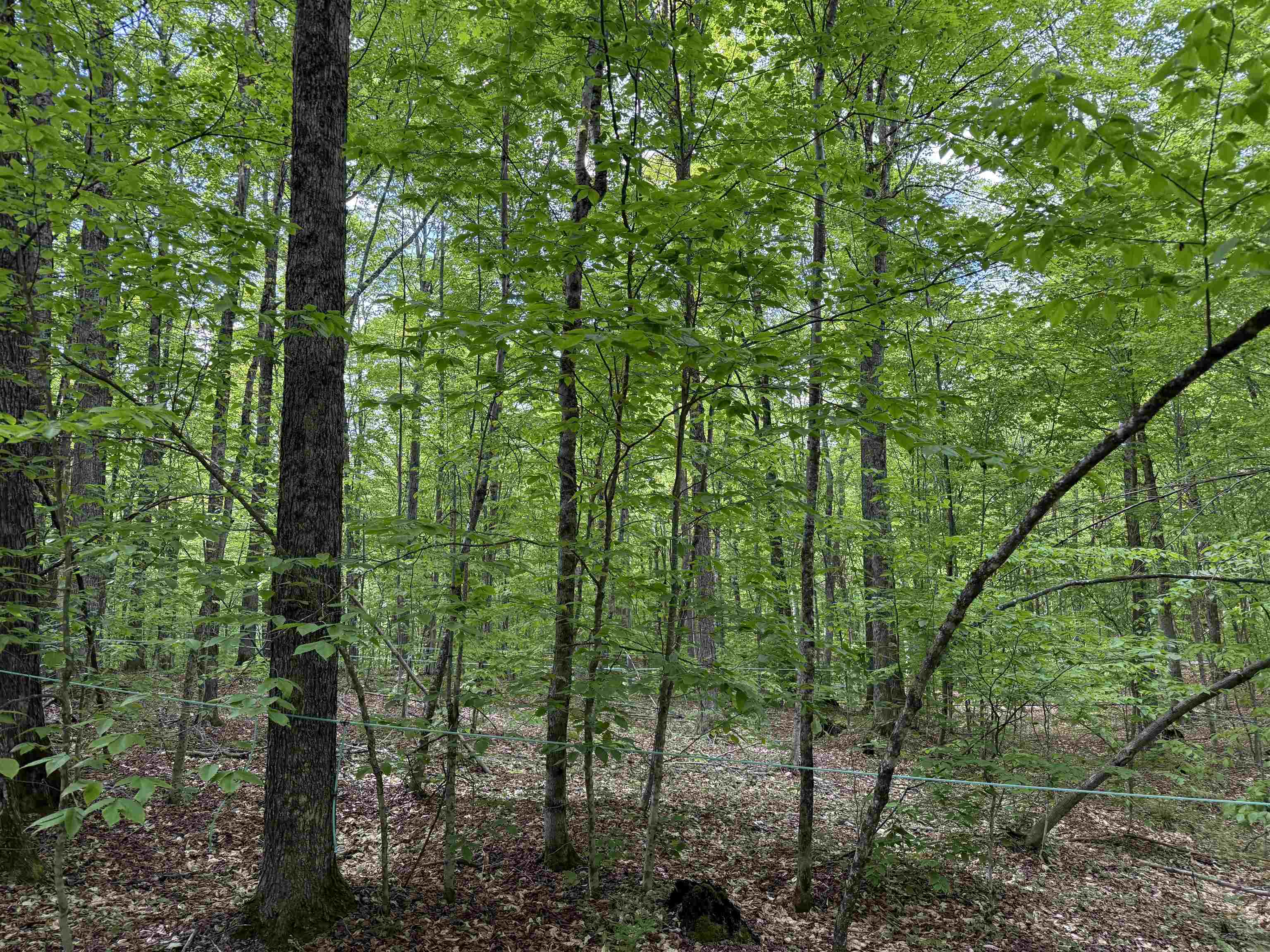 0 Fuller Road East Corinth, VT 05040 - Photo 7 of 12