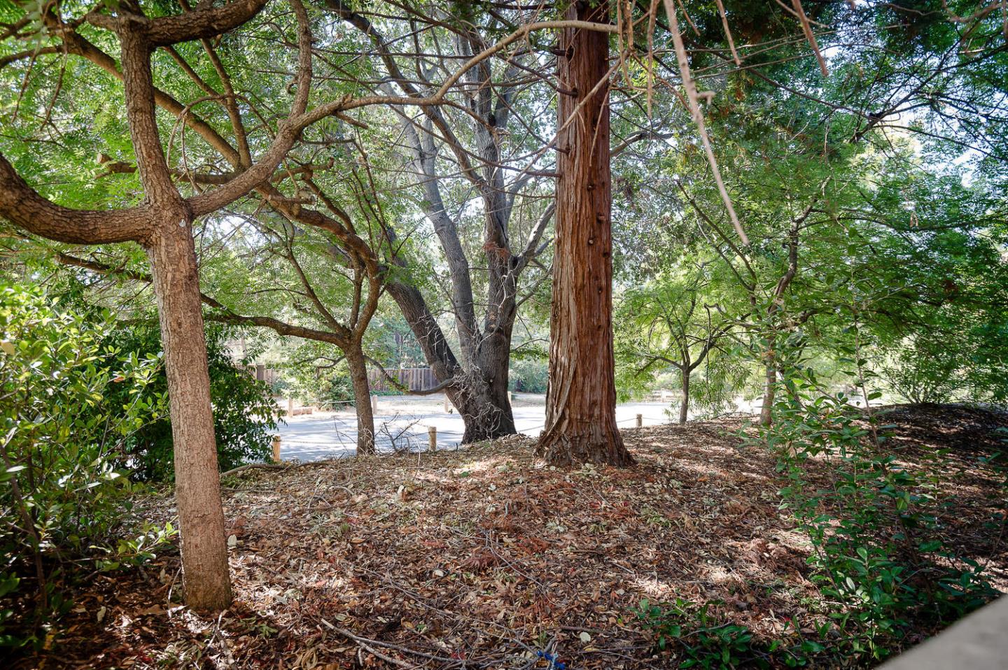 137 Peter Coutts Circle Stanford, CA 94305 - Photo 21 of 28 a view of a tree in the middle of a forest