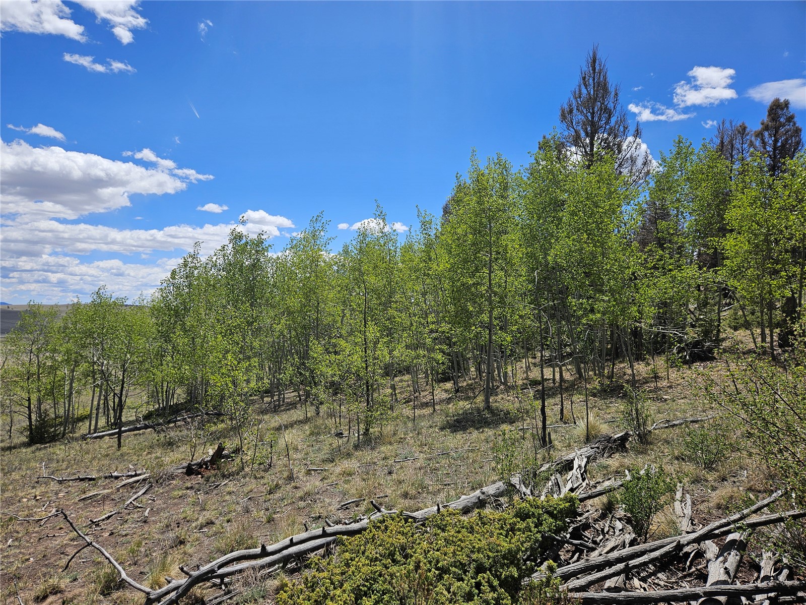 1412 Redhill Road Fairplay, CO 80440 - Photo 10 of 45 a view of a lake with a tree in the background