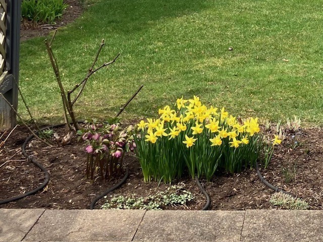 63 Amity Place, Unit 63 Amherst, MA 01002 - Photo 33 of 42 a backyard of a house with lots of green space
