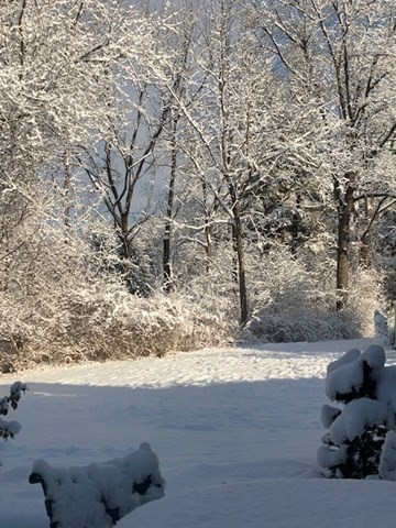 63 Amity Place, Unit 63 Amherst, MA 01002 - Photo 41 of 42 a view of a yard with large trees