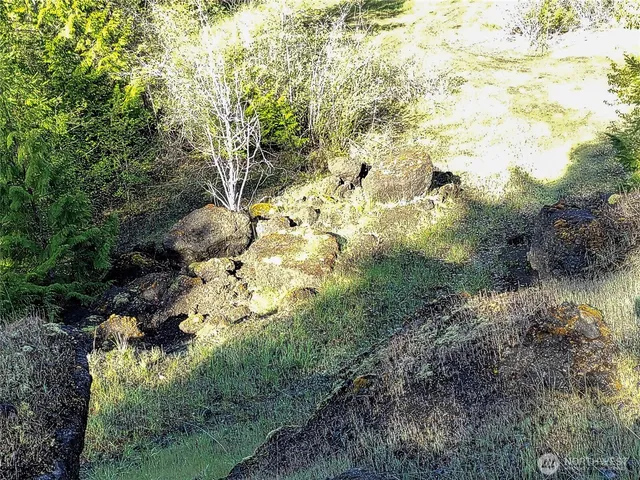 a view of a lush green forest