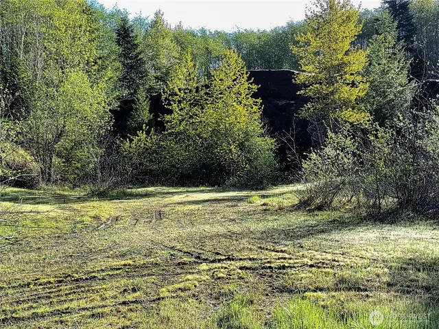 a view of a yard with plants and large trees