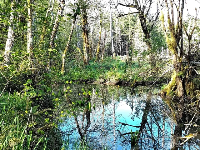 a view of a lush green space