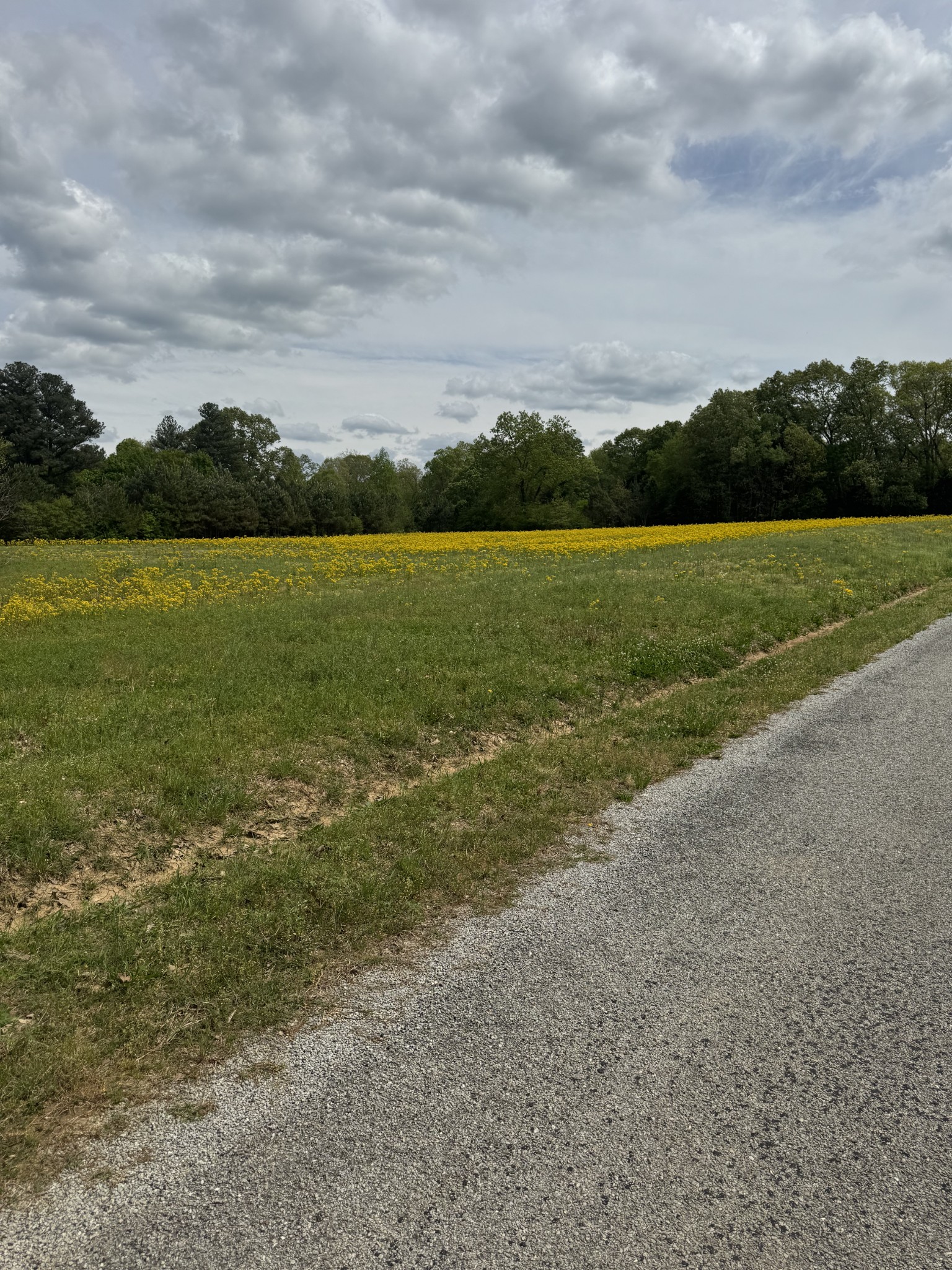 0 Taylor Cemetery Road Buena Vista, TN 38318 - Photo 19 of 21 a view of a field with an ocean