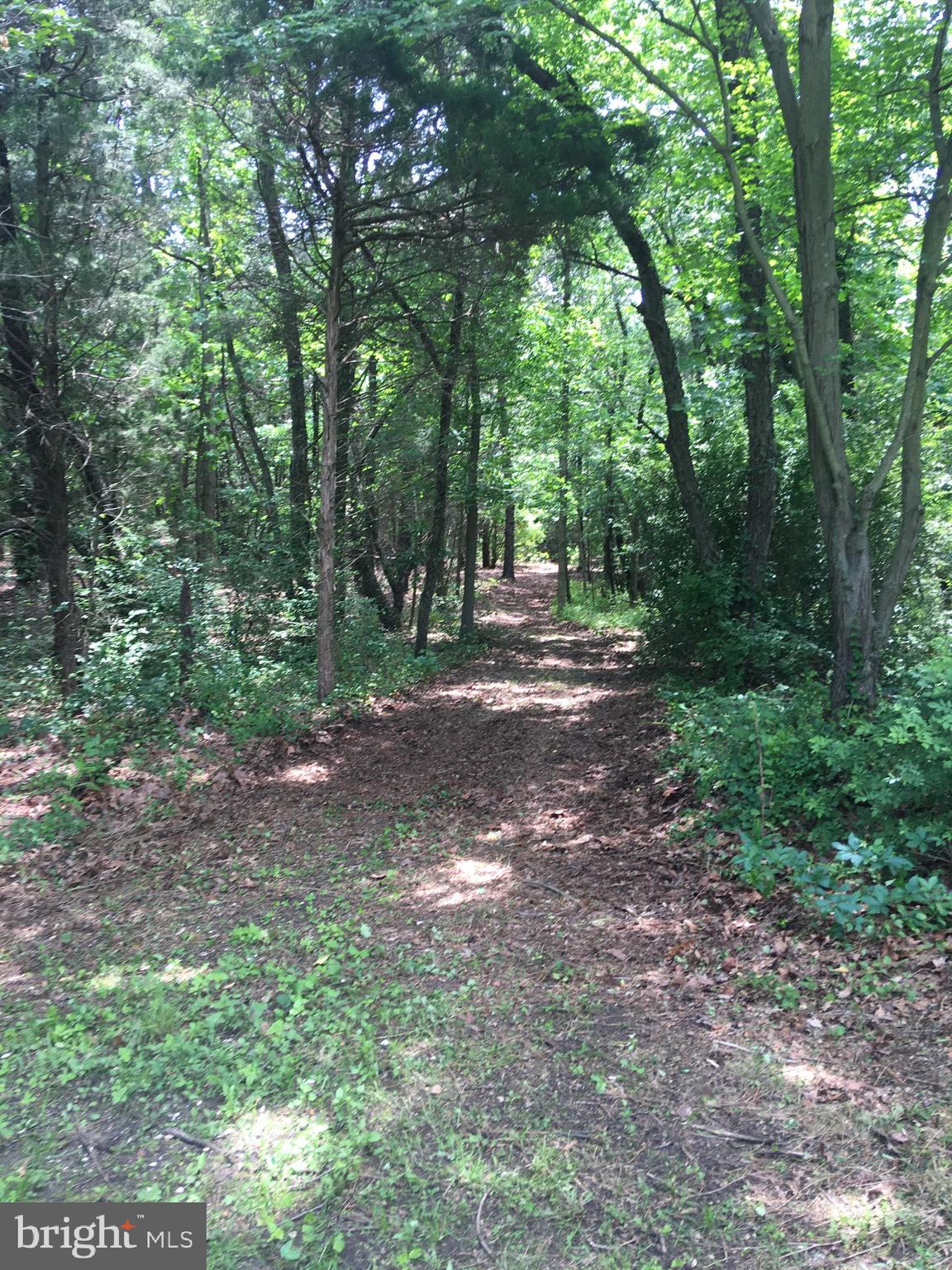 649 Big Oak Road Bridgeton, NJ 08302 - Photo 3 of 4 Beautiful trails through the woods in rear of prop