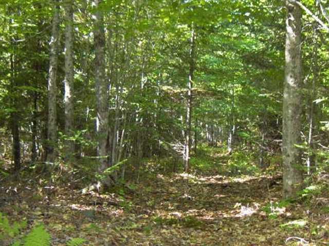 Lot 30-1 Tower Road Vienna, ME 04360 - Photo 4 of 4 Yard/Garden.