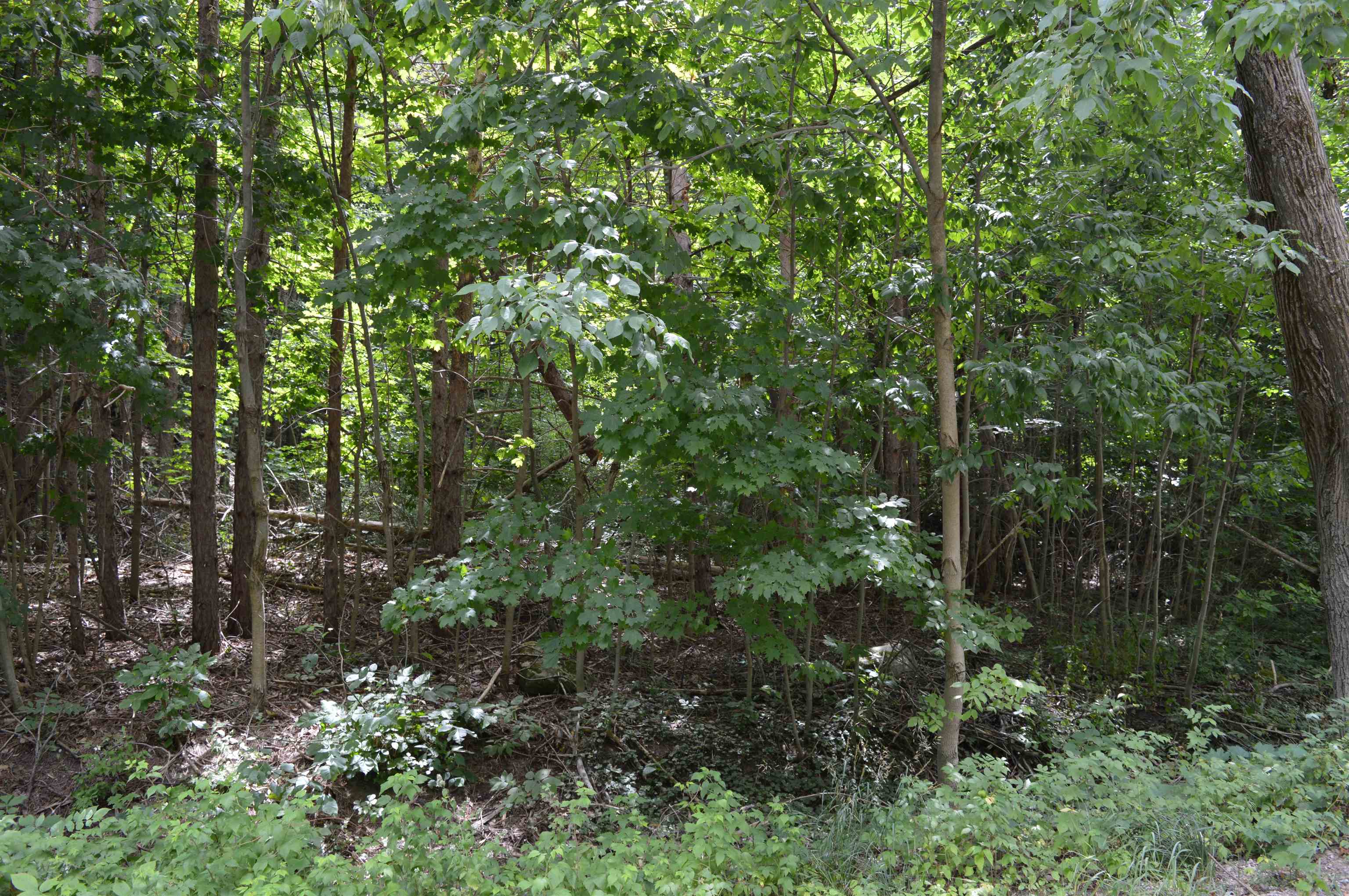 Zimmerman Rd Rapid Rapid City, MI 49676 - Photo 1 of 16