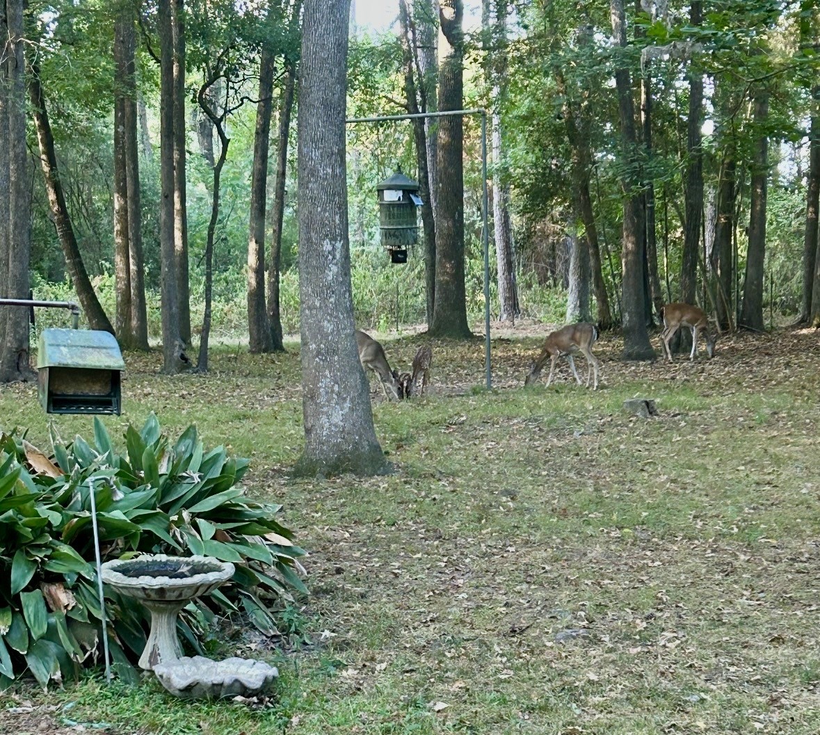 141 Walnut Loop Shepherd, TX 77371 - Photo 13 of 50 There is a deer feeder that will stay- you can just sit back and enjoy the views of nature-