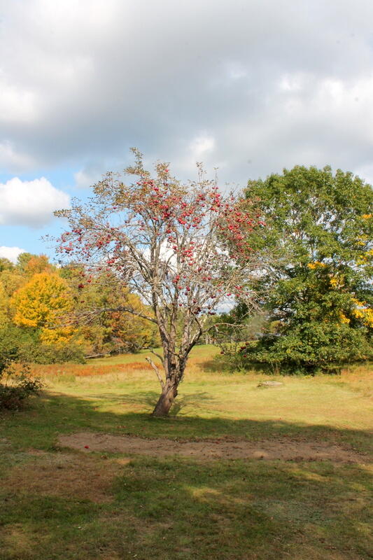 414 Pownal Road Freeport, ME 04032 - Photo 10 of 28 IMG_4683