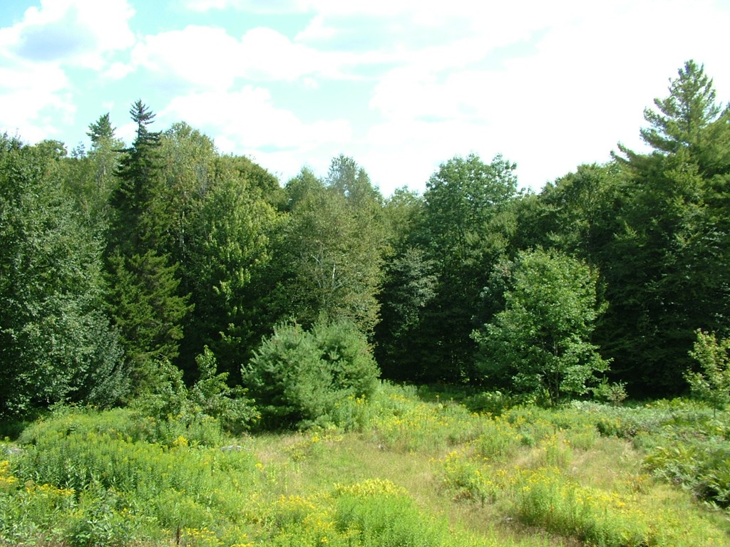 65 Potter Road Rowe, MA 01367 - Photo 30 of 30 a view of a garden