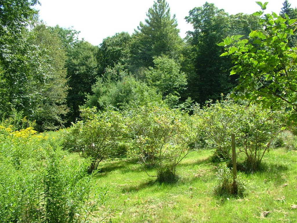 65 Potter Road Rowe, MA 01367 - Photo 10 of 30 a view of a lush green forest