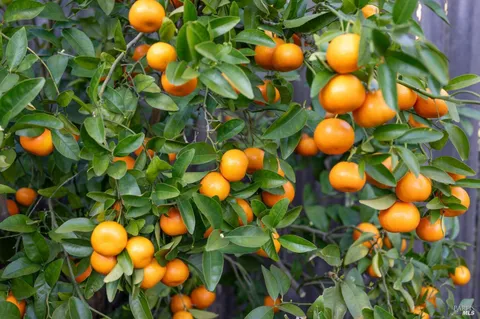 $1,675,000 | 1316 Sulphur Springs Avenue, St. Helena, CA 94574