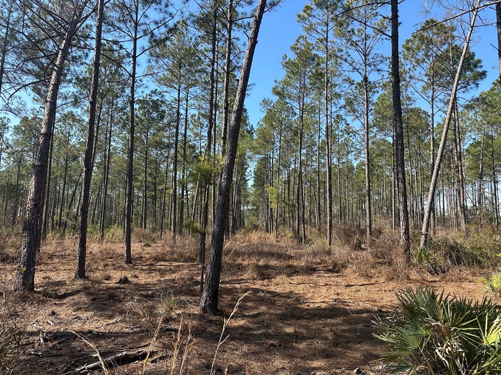 0 Old Keller Road Valdosta, GA 31601 - Photo 11 of 23 Gallery Image 11