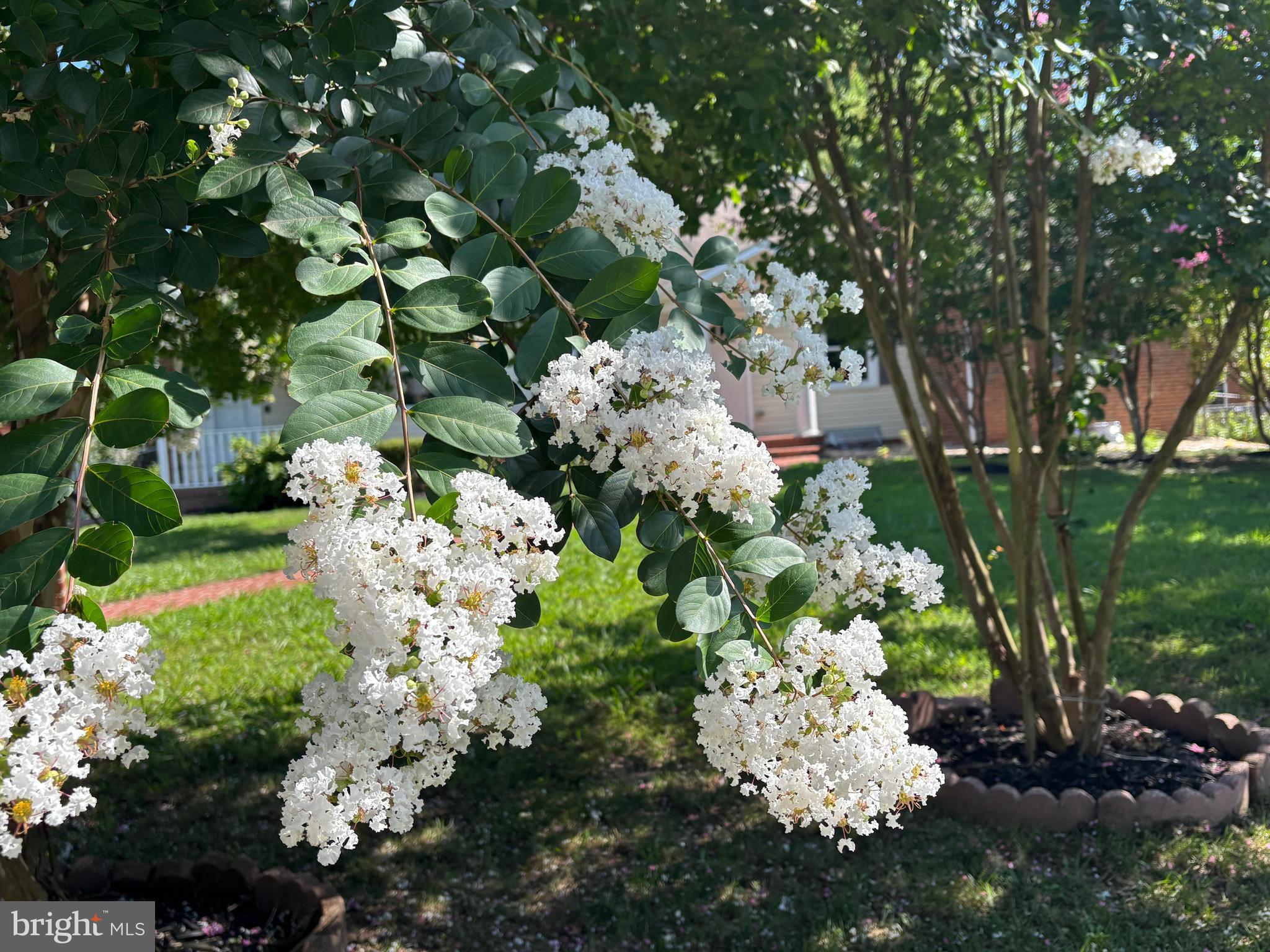 7035 Calamo Street Springfield, VA 22150 - Photo 2 of 39 crape myrtle, dogwood, & others flowering trees!