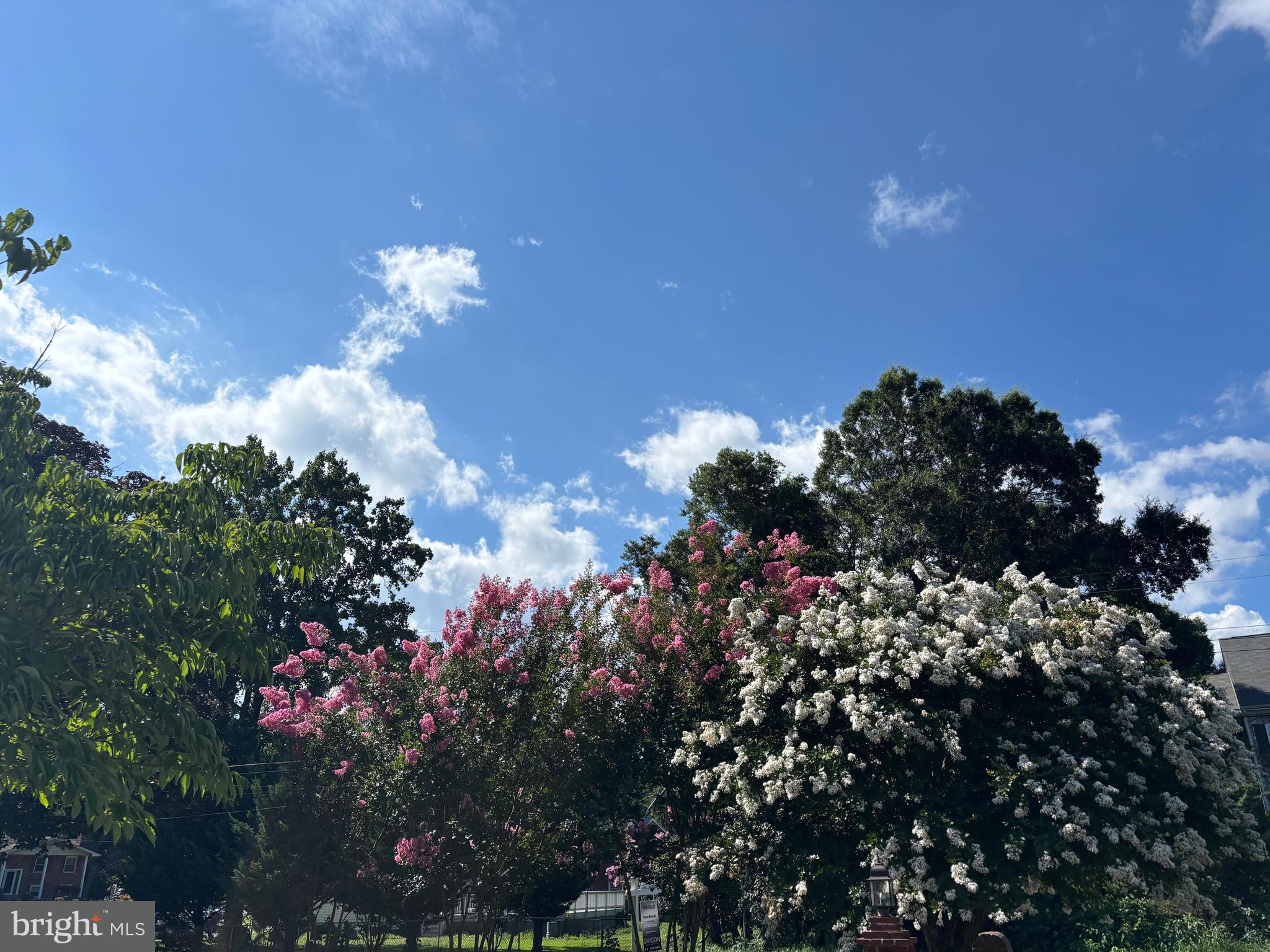 7035 Calamo Street Springfield, VA 22150 - Photo 3 of 39 Mature flowering trees throughout .43 acre yard