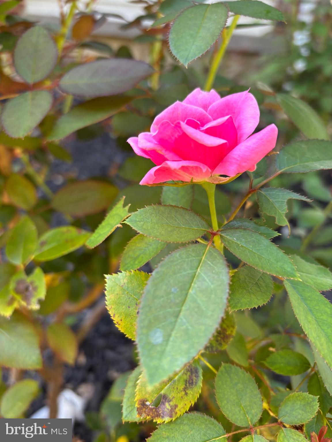 7035 Calamo Street Springfield, VA 22150 - Photo 38 of 39 roses and perennials