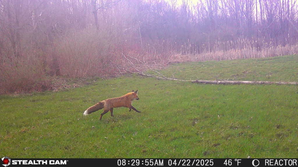Old Bald Hill Road Hemlock, NY 14466 - Photo 12 of 16 Gallery Image 12