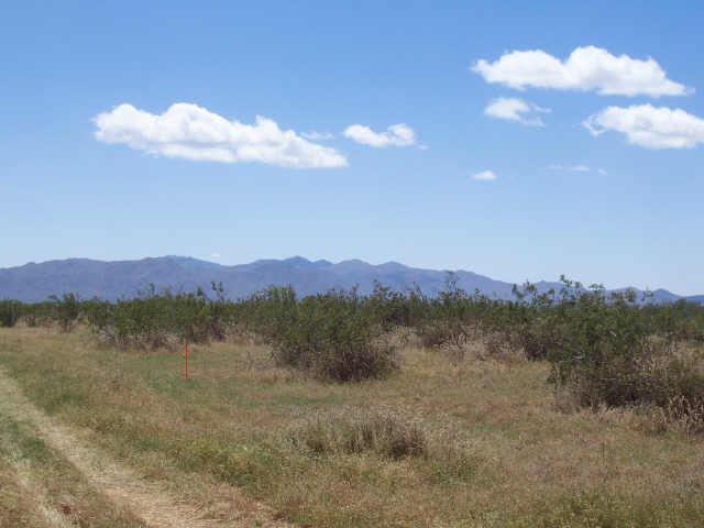 21 West Montgomery Road, Unit T Wittmann, AZ 85361 - Photo 1 of 6 Primary Photo