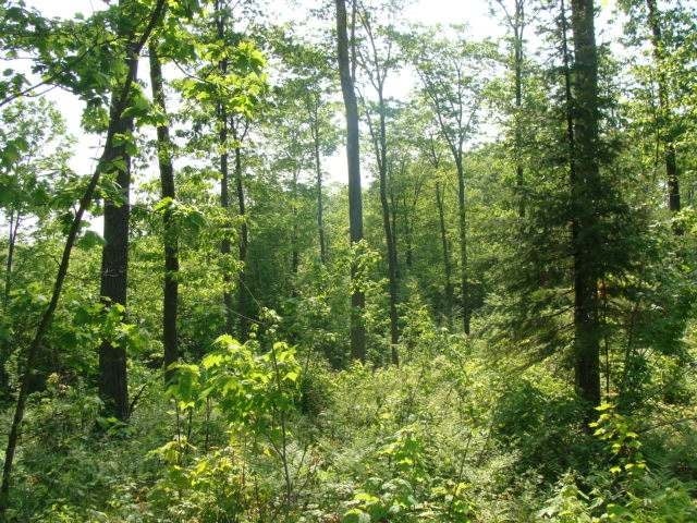 Se80-off Sand Lake Road Harshaw, WI 54529 - Photo 5 of 10 Gallery Image 5