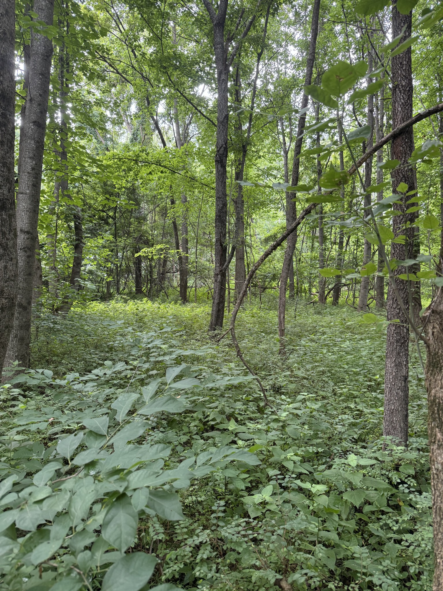 0 Horseshoe Road Cross Plains, TN 37049 - Photo 5 of 11