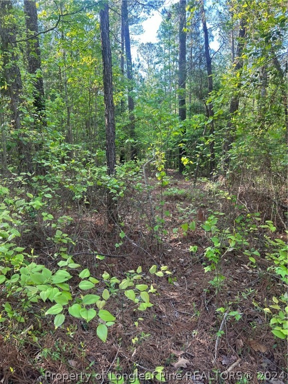 4055 Niagara Carthage Road Whispering Pines, NC 28327 - Photo 1 of 6 a plant view in yard