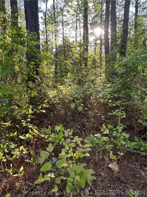 4055 Niagara Carthage Road Whispering Pines, NC 28327 - Photo 5 of 6 a view of a tree with lots of bushes