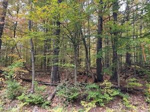 953 Warner Hill Road Ticonderoga, NY 12883 - Photo 4 of 4 woods2