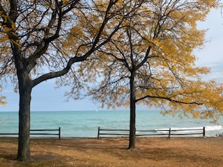 7742 North Sheridan Road, Unit 1L Chicago, IL 60626 - Photo 36 of 40 a view of a tree next to a yard