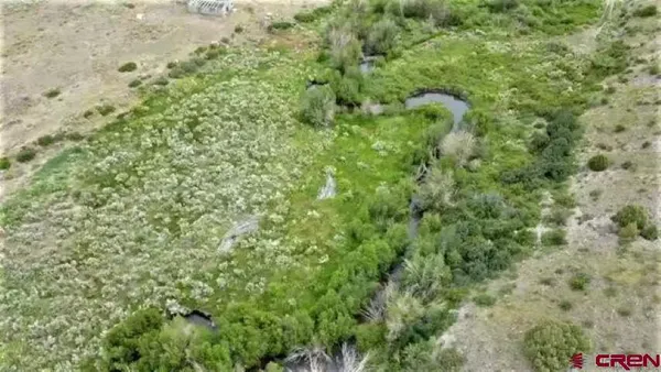 a view of a lush green forest with large trees