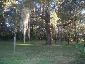3880 Lakemont Road Melbourne, FL 32934 - Photo 2 of 8 a view of a tree in a field