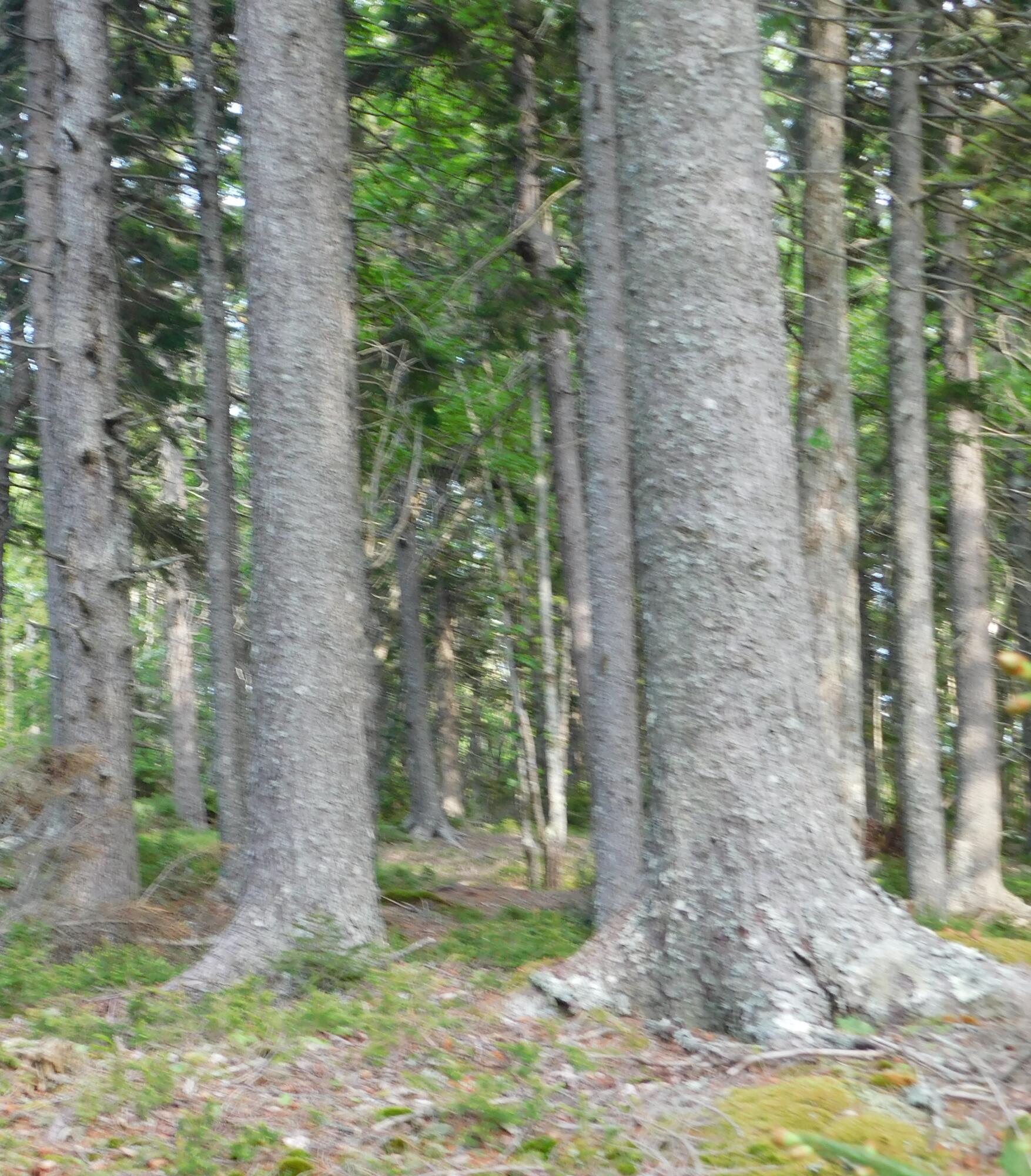 Lot 5 Ripley Neck Road Harrington, ME 04643 - Photo 33 of 39 DSCN0107