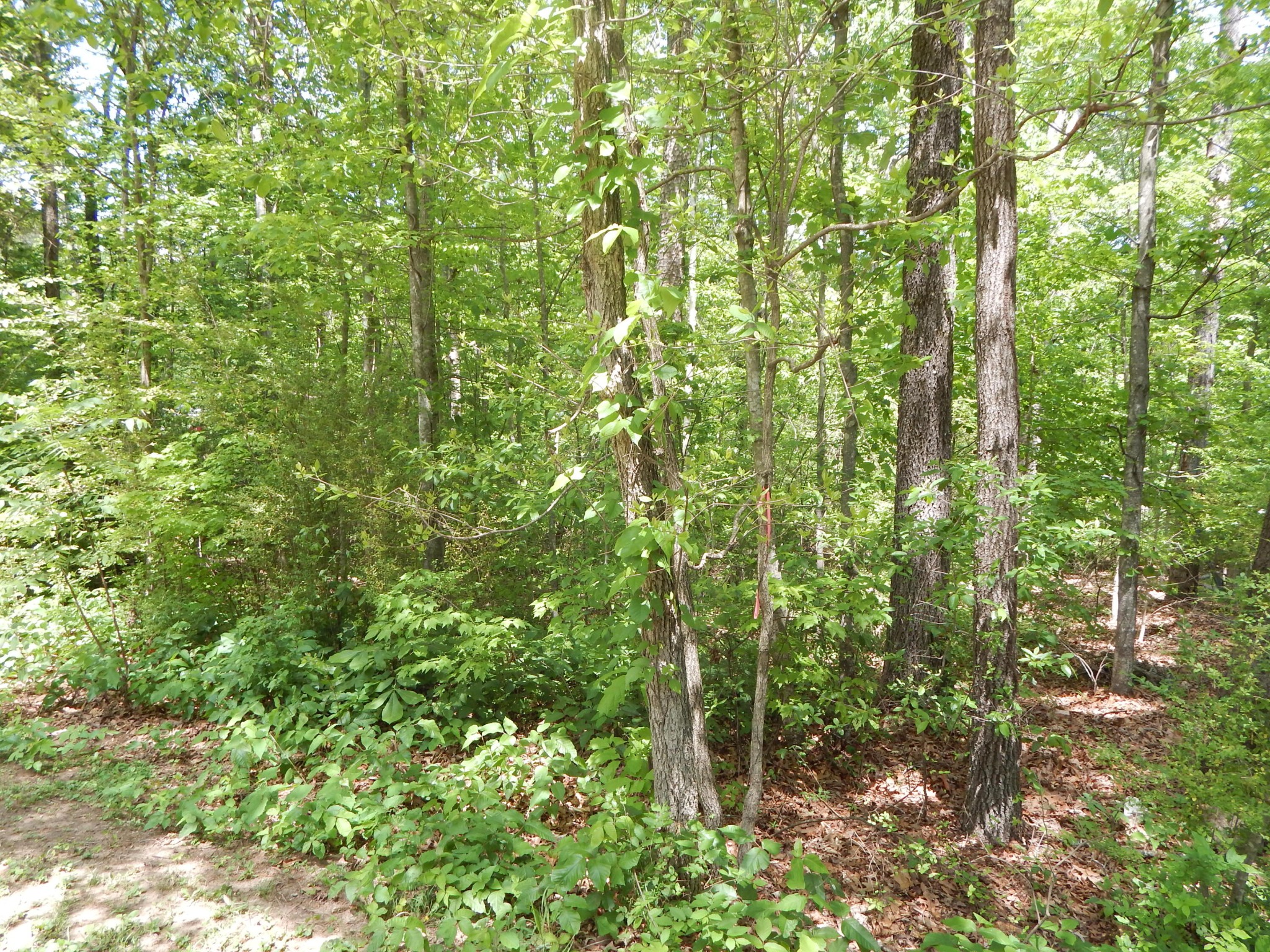 0 County Road 147 Riceville, TN 37370 - Photo 11 of 12 Gallery Image 11