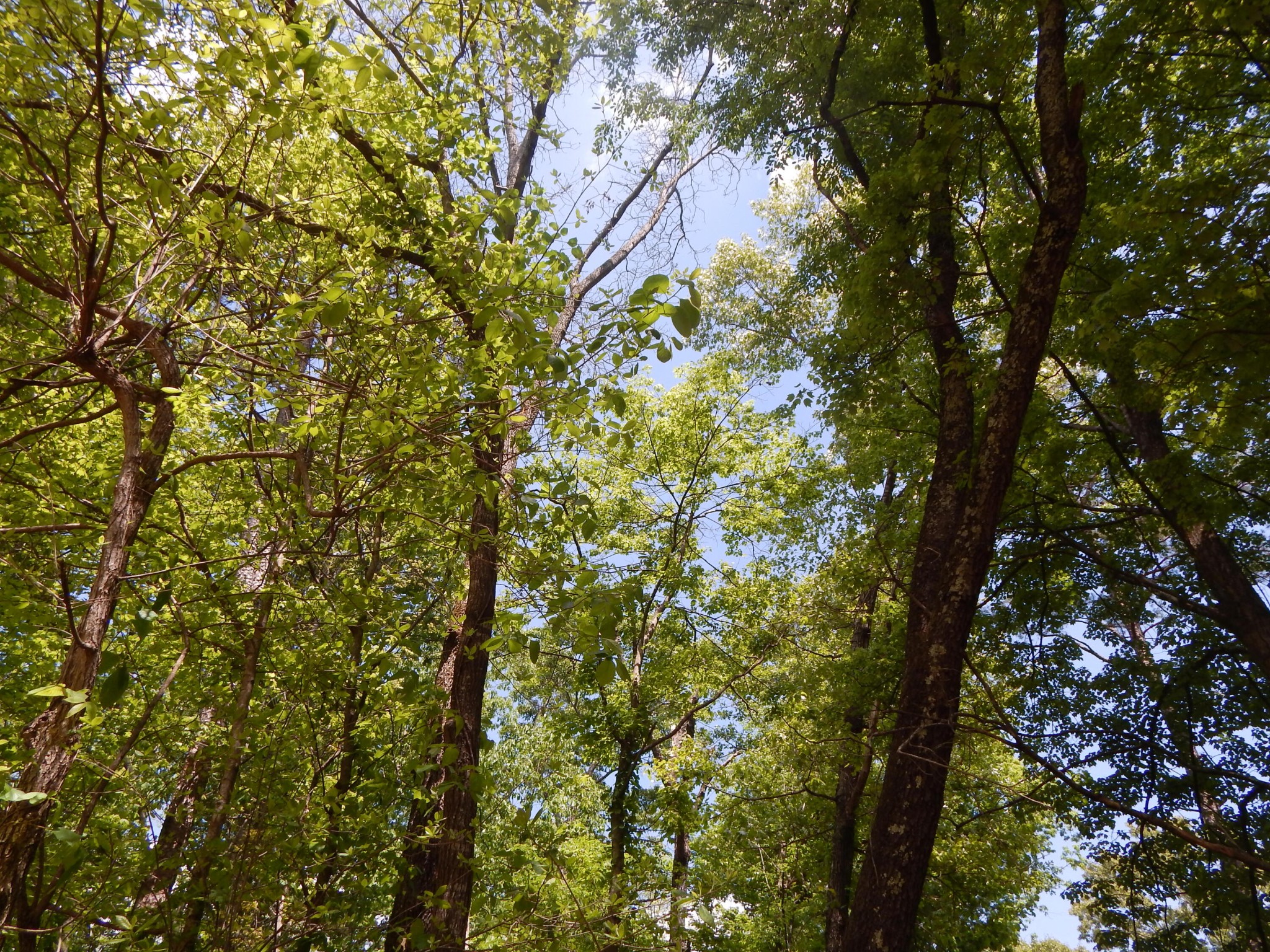 0 County Road 147 Riceville, TN 37370 - Photo 12 of 12 Gallery Image 12