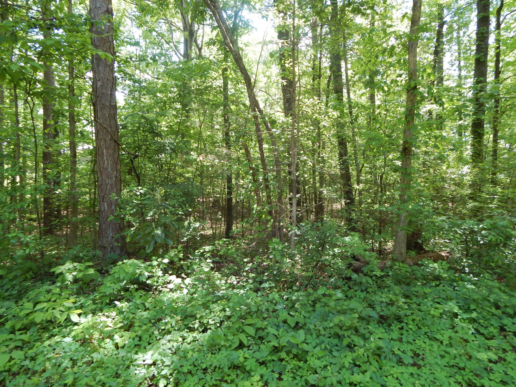 0 County Road 147 Riceville, TN 37370 - Photo 8 of 12 Gallery Image 8