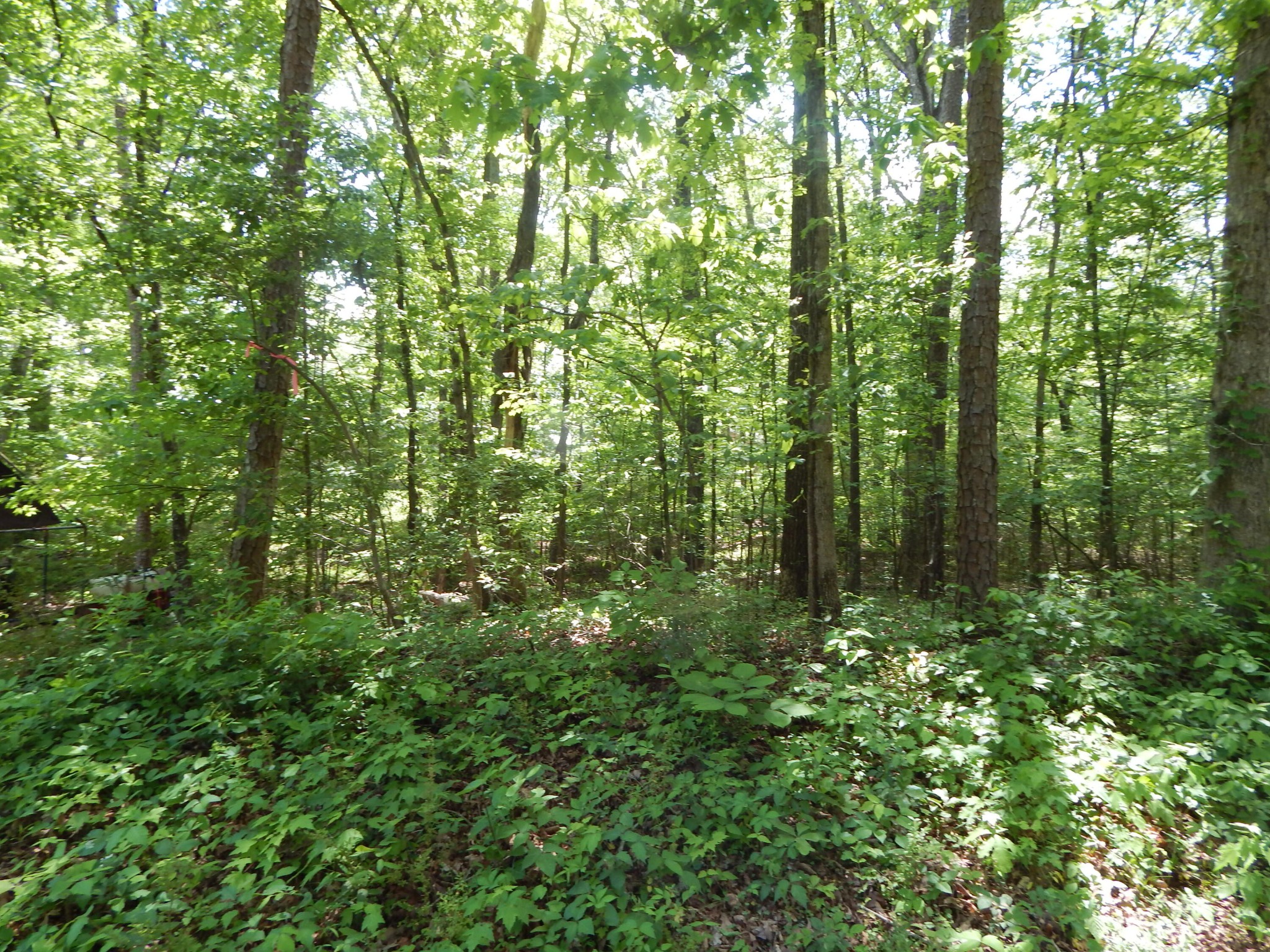 0 County Road 147 Riceville, TN 37370 - Photo 9 of 12 Gallery Image 9