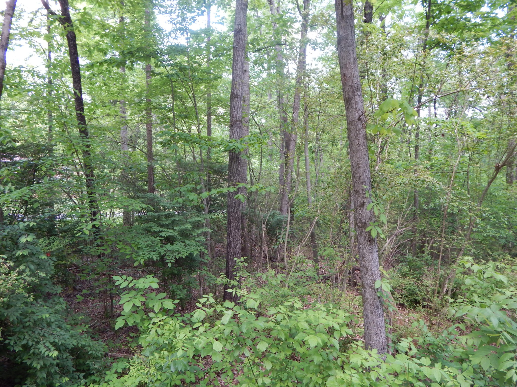 0 County Road 147 Riceville, TN 37370 - Photo 10 of 12 Gallery Image 10