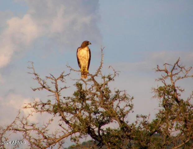 a street sign under a large tree