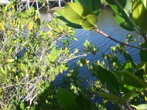 Lot 8 Peg Leg Road Summerland Key, FL 33042 - Photo 7 of 8 20130208142552249314000000